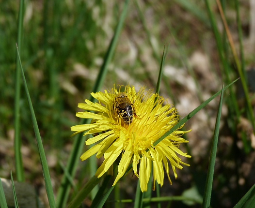 včela medonosná opeľuje