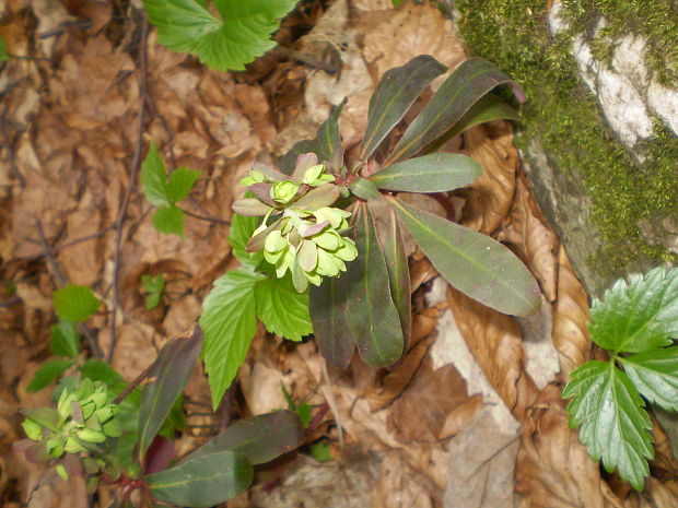 mliečnik mandľolistý Euphorbia amygdaloides L. (L.) Hill