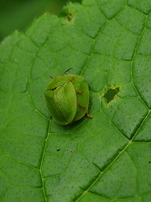 štítnatec zelený Cassida viridis