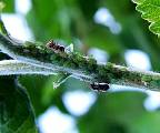 mravčekovia chovatelia vošiek