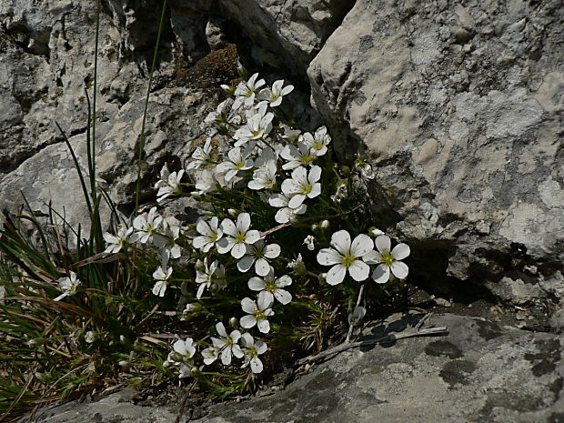 piesočnica veľkokvetá Arenaria grandiflora L.
