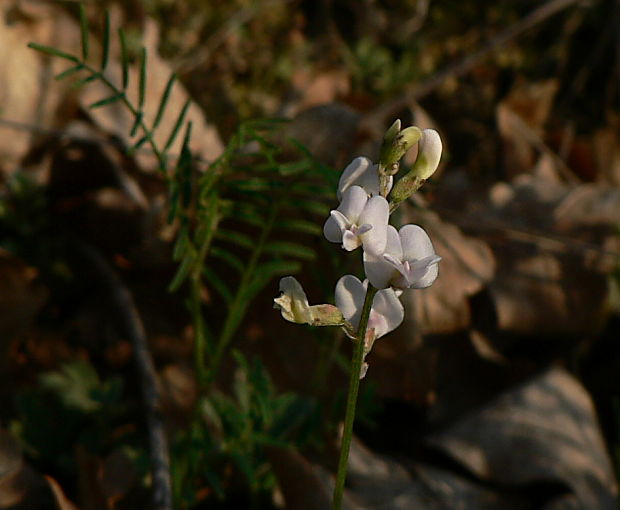 kozinec rakúsky Astragalus austriacus Jacq.