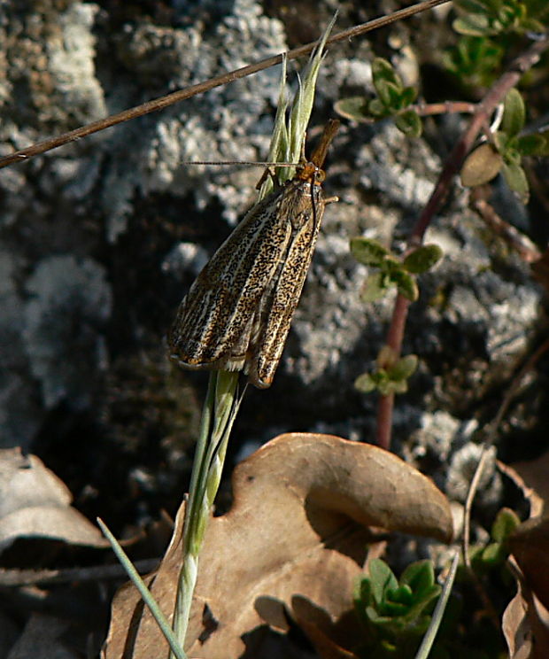 trávovec jarný Thisanotia chrysonuchella Scopoli, 1763