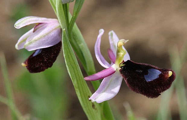 hmyzovník Ophrys bertolonii Moretti