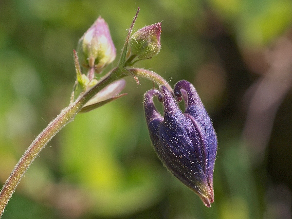 orlíček obyčajný Aquilegia vulgaris L.