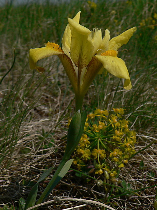 kosatec piesočný Iris arenaria Waldst. et Kit.