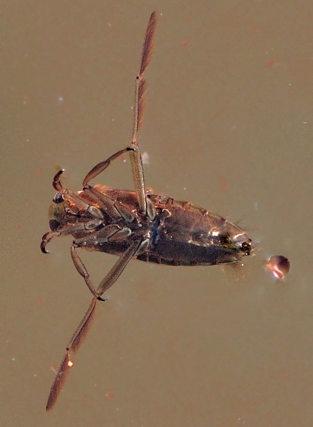 chrbtoplávka obecná Notonecta glauca