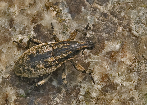 nosacik Pseudocleonus cinereus