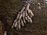 larva potočníka