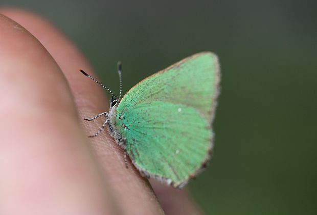 Motýlik