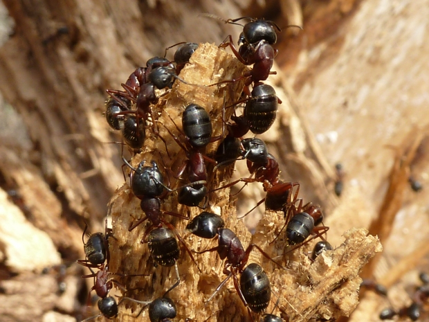 mravec drevokaz Camponotus ligniperda L.