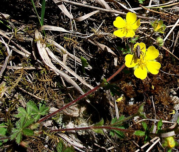 nátržník sedmolistý Potentilla heptaphylla L.