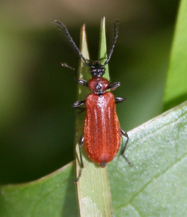 červenáčik  Pyrochroa coccinea