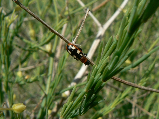 špargľovec obyčajný Crioceris asparagi