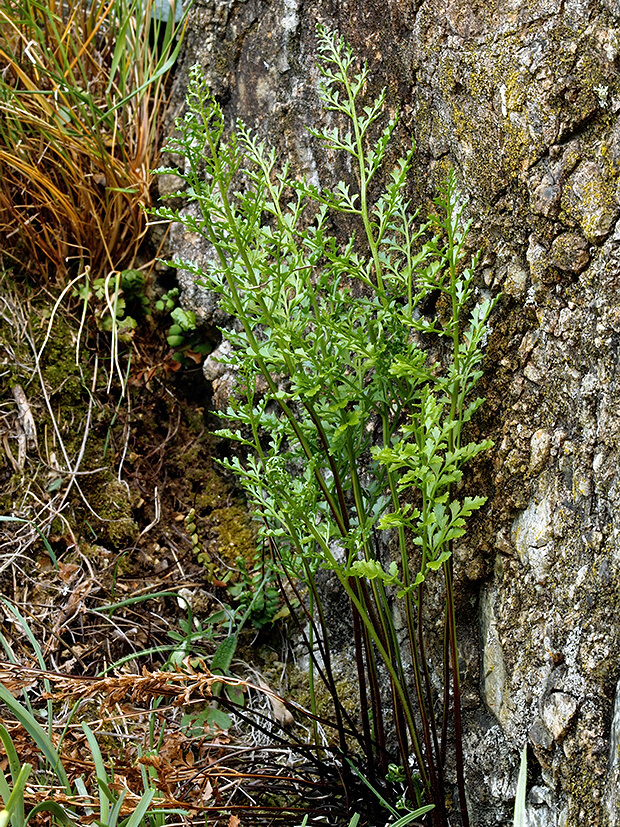 slezinník klinovolistý Asplenium cuneifolium Viv.