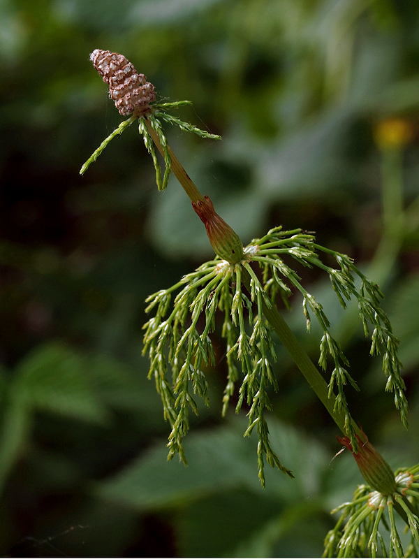 praslička lesná Equisetum sylvaticum L.