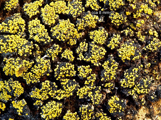 svietivček koralovitý Candelariella coralliza