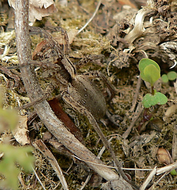sliedič - slíďák dutinkový Trochosa robusta Simon, 1876