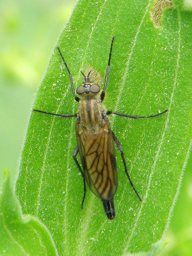Chrysopilus sp.