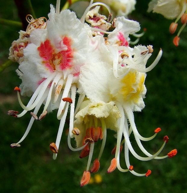 pagaštan konský (kvet) Aesculus hippocastanum L.