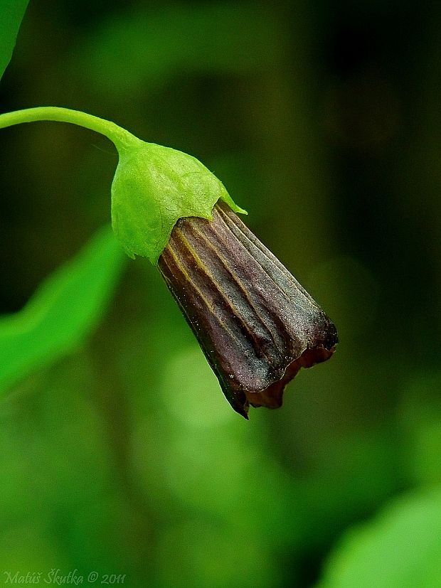 skopólia kranská Scopolia carniolica