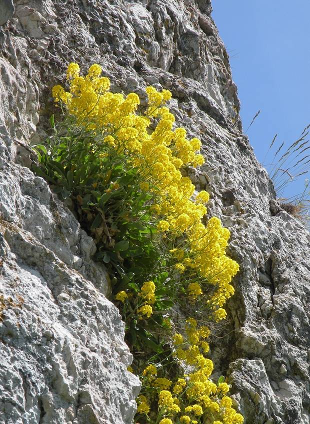 taričník skalný Aurinia saxatilis (L.) Desv.