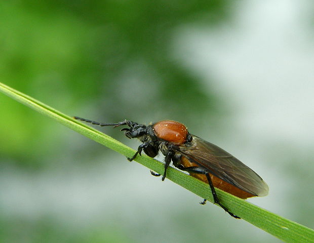 mušica  záhradná ♀ Bibio hortulanus (Linnaeus, 1758)