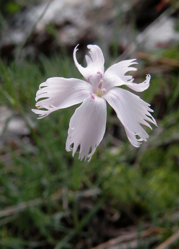klinček včasný pravý Dianthus praecox subsp. praecox