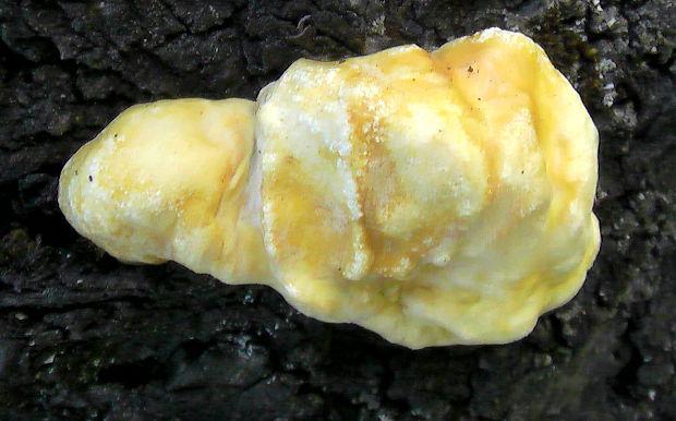 sírovec obyčajný Laetiporus sulphureus (Bull.) Murrill