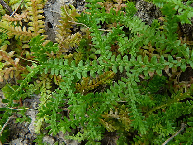 vranček švajčiarsky Lycopodioides helveticum  (L.) Kuntze