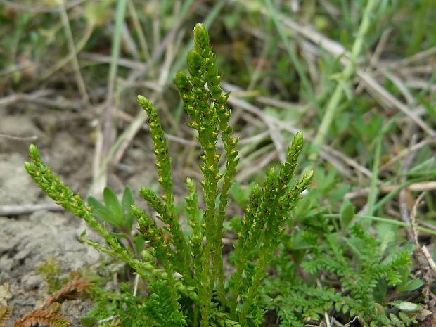vranček švajčiarsky Lycopodioides helveticum  (L.) Kuntze