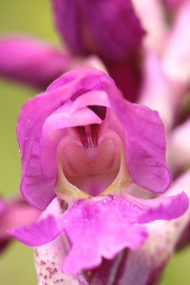 vstavač mužský poznačený Orchis mascula subsp. signifera (Vest) Soó