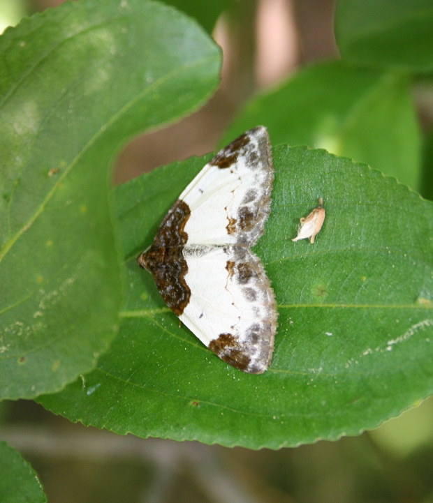 piadivka malinová - píďalka maliníková Mesoleuca albicillata