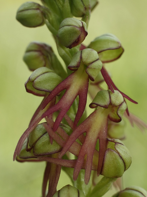 aceras Aceras anthropophorum (L.) Aiton fil.