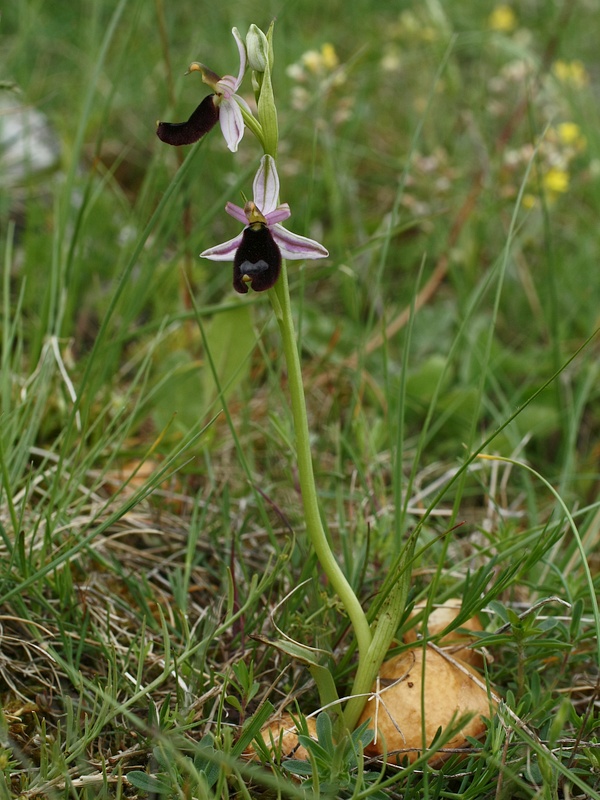 hmyzovník bertoloniho + masliak (suillus sp.) Ophrys bertolonii Moretti