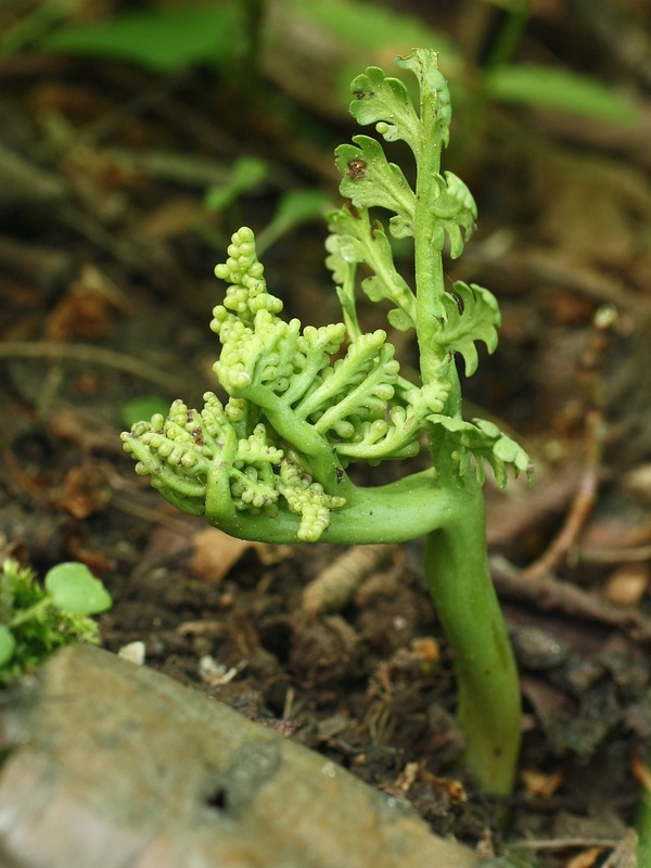 vratička rumančekovolistá Botrychium matricariifolium (Retz.) Koch