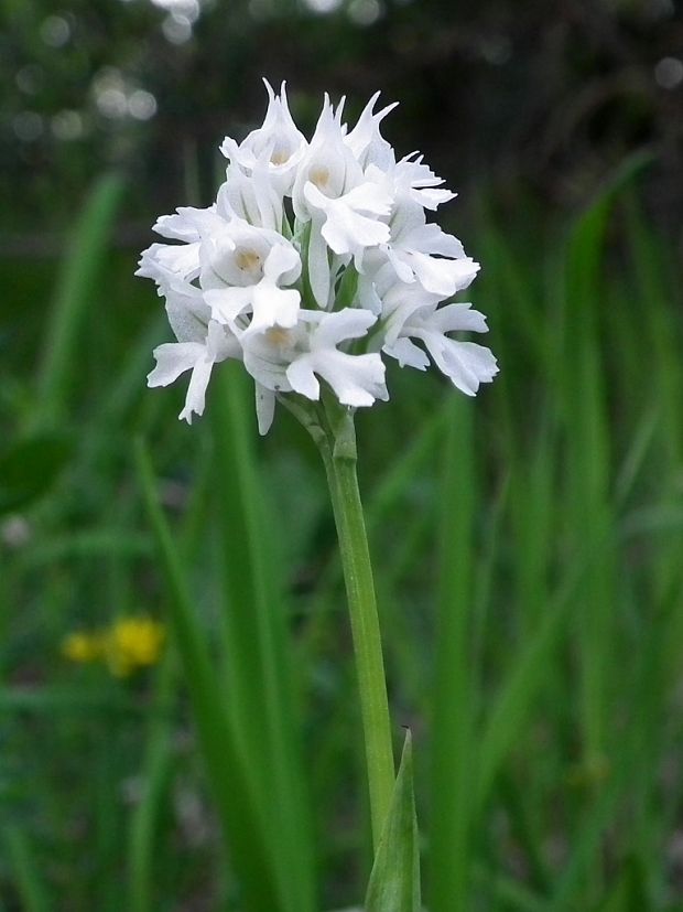 neotinea trojzubá - albín Neotinea tridentata (Scop.) R. M. Bateman, Pridceon et M. W. Chase