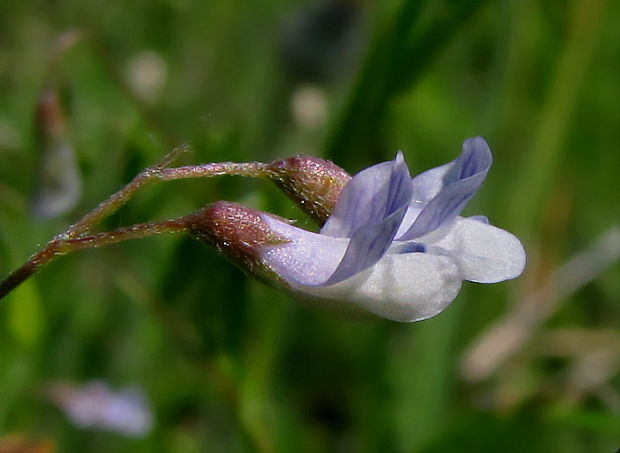 vika štvorsemenná Vicia tetrasperma (L.) Schreb.
