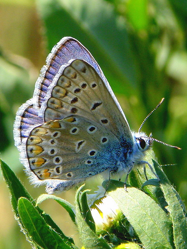 modráčik obyčajný Polyommatus ikarus