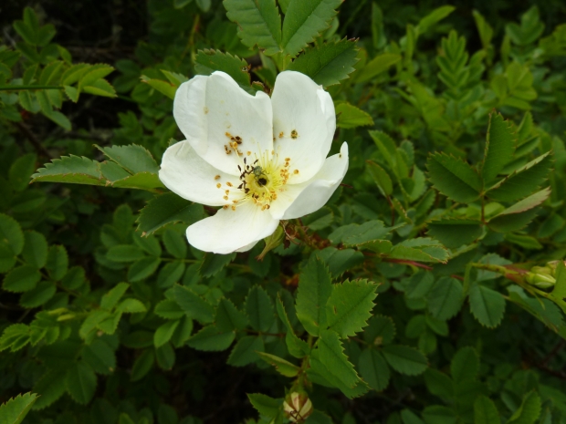ruža bedrovníková Rosa pimpinellifolia L.