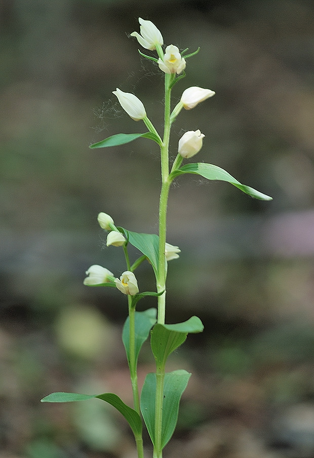 prilbovka biela  Cephalanthera damasonium (Mill.) Druce
