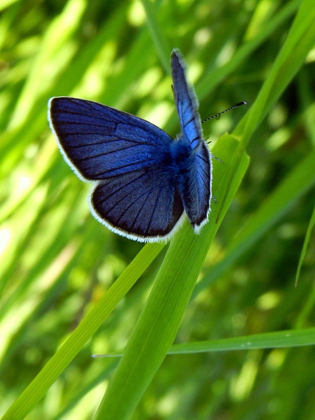 modráčik lesný Polyommatus semiargus