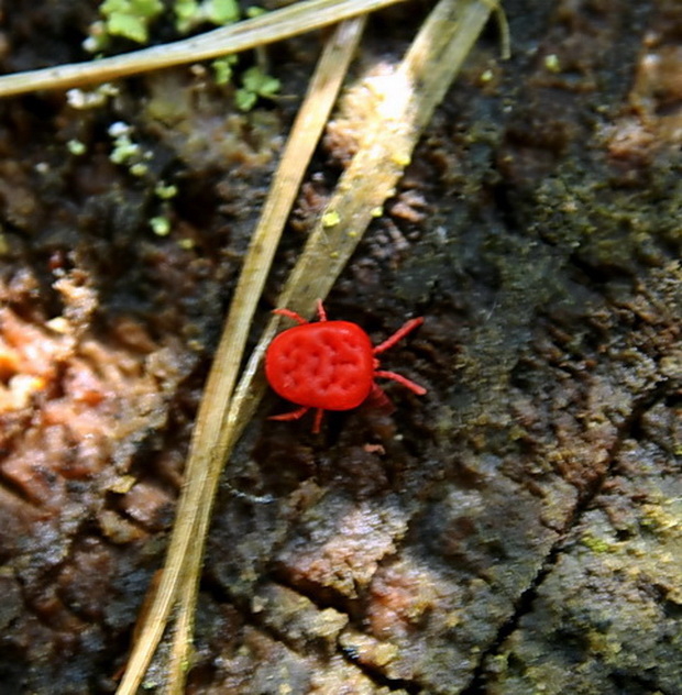 roztočník červeny Trombilium holosericeum