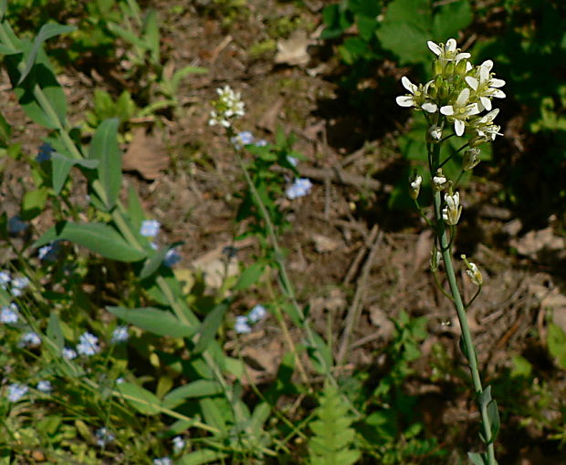 arábka strmobyľová - huseník lysý Arabis glabra (L.) Bernh.