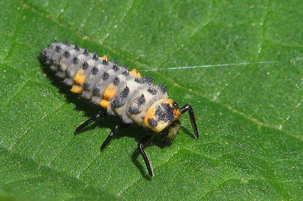 llienka sedembodková - larva Coccinella septempunctata