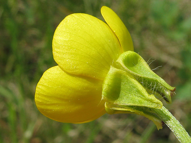 iskerník hľuznatý Ranunculus bulbosus L.