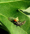 lienka desaťbodková-larva