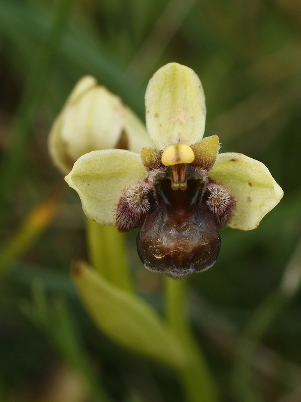 hmyzovník Ophrys bombyliflora Link