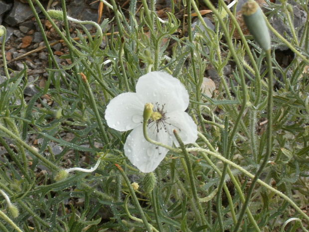 mak pochybný bielokvetý Papaver dubium subsp. dubium