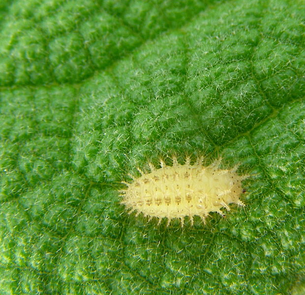 lienočka lucernová-larva Subcoccinella vigintiquatuorpunctata Linnaeus, 1758